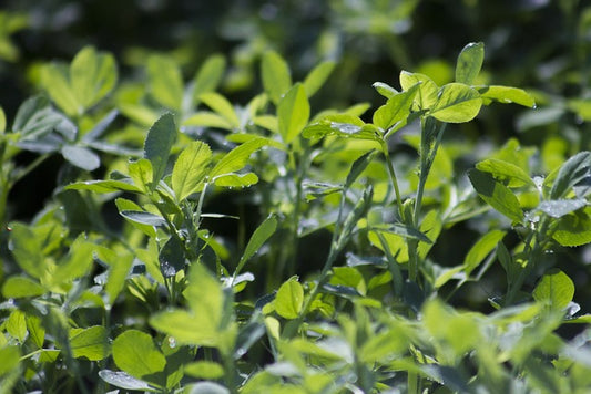 Alfalfa Leaf