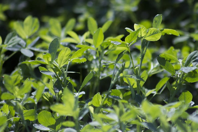 Alfalfa Leaf Organic