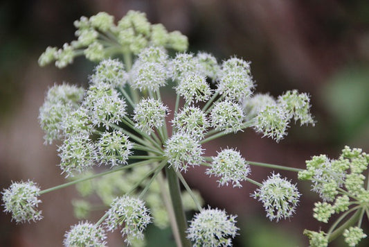 Angelica Root