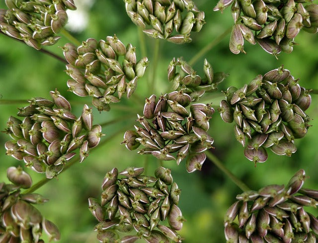 Anise Seed