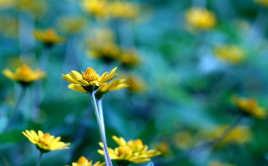 Arnica Flower