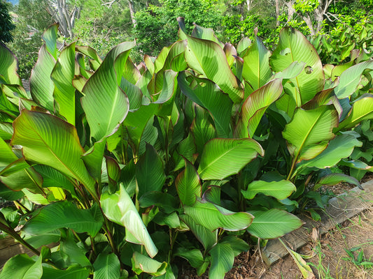 Arrowroot