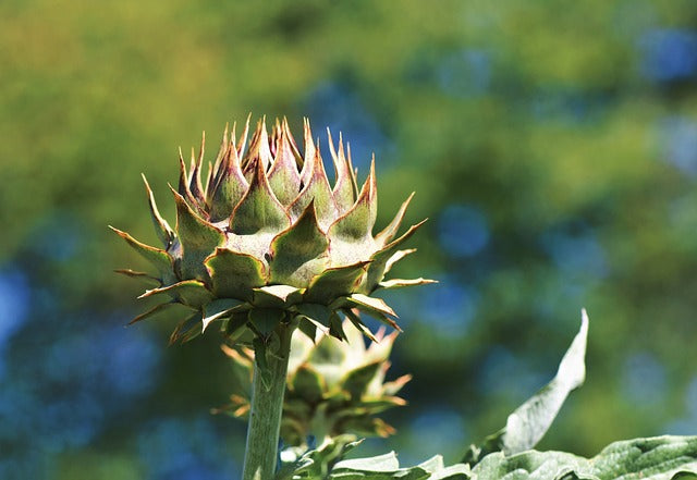 Artichoke Leaf