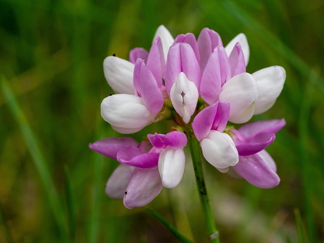 Astragalus Root