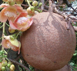 Ayahuma Fruit Pulp