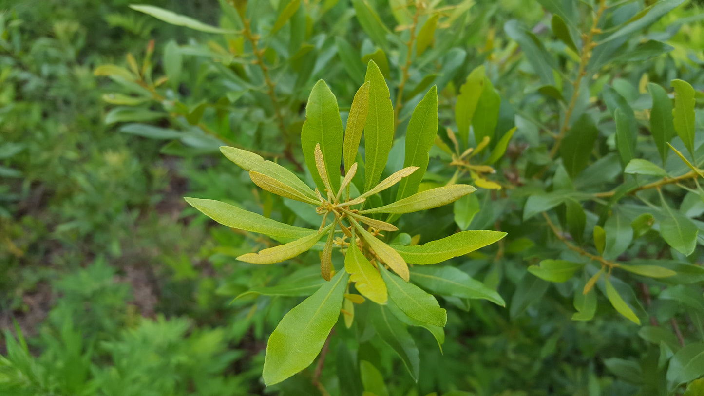 Bayberry Root Bark