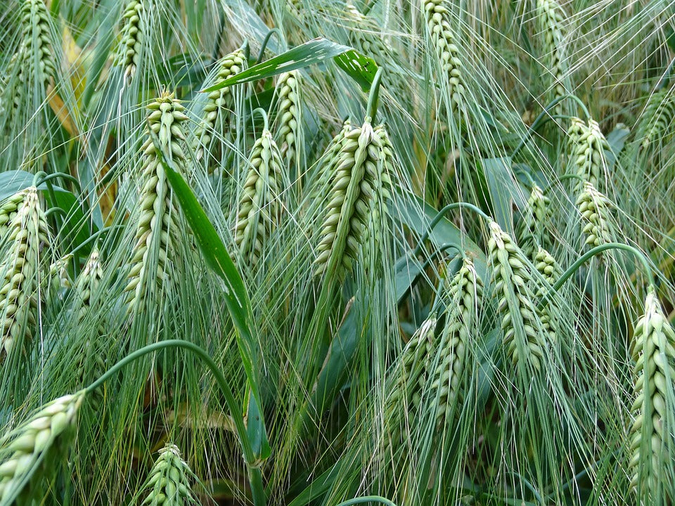 Barley Grass