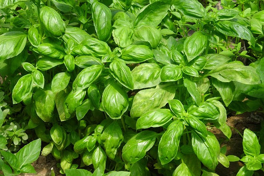 Basil Egyptian