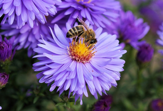 Bee Pollen