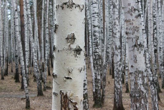 Birch Bark