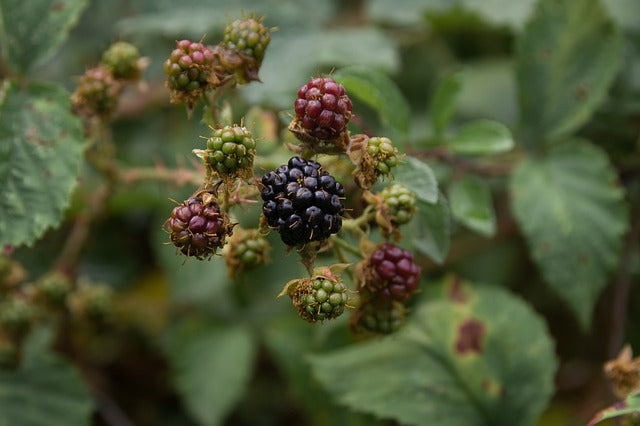 Blackberry Leaf