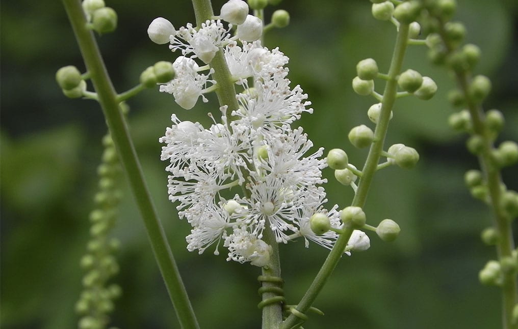 Black Cohosh Root