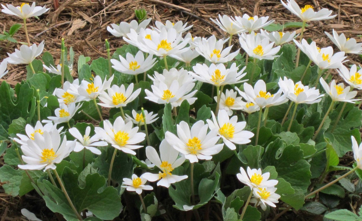 Blood Root