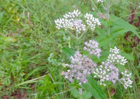 Boneset Herb