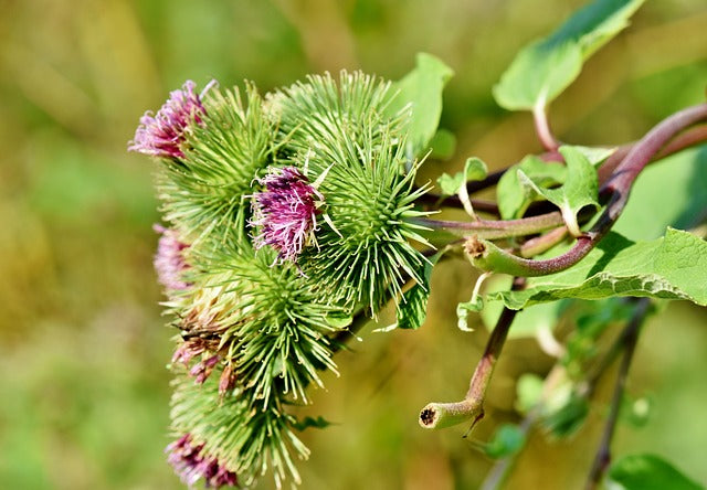 Burdock