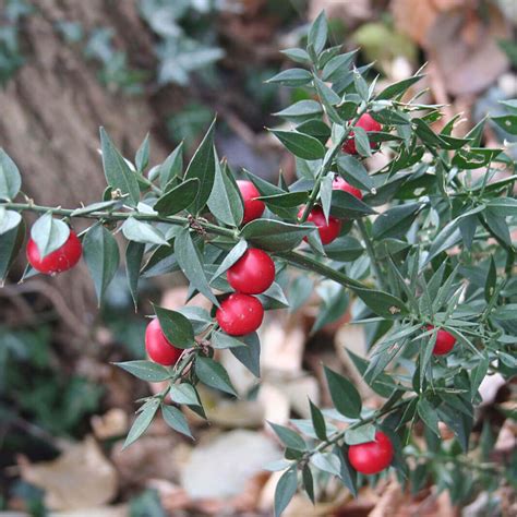 Butcher’s Broom Root