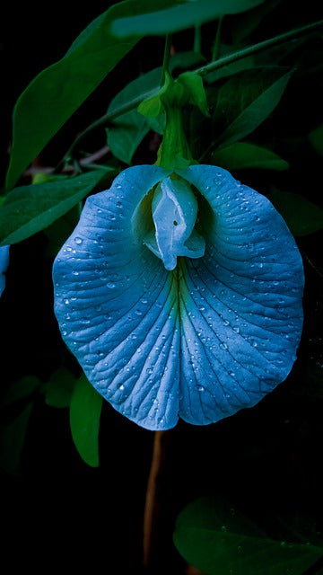 Butterfly Pea Flower