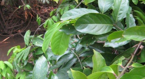 Entheogen II - Ayahuasca Vine and Chaliponga Leaf - Magic Reggie Botanicals