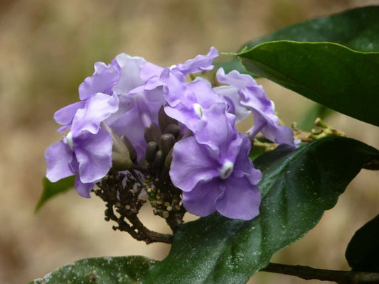 Chiric Sanango Root