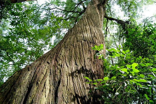 Chuchuhuasi Bark