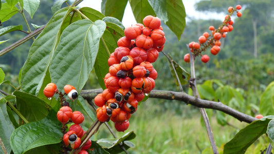 Guarana Fruit