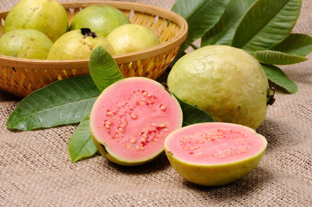 Guayaba Leaves and Fruit