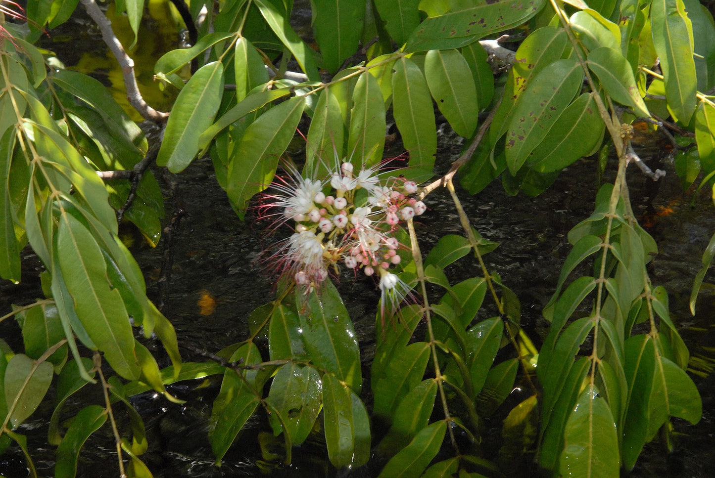 Huacapurana Bark