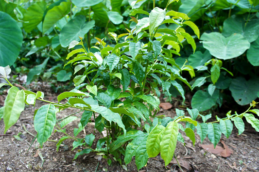 Ilex Guayusa Leaves