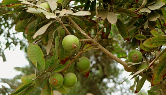 Lucuma