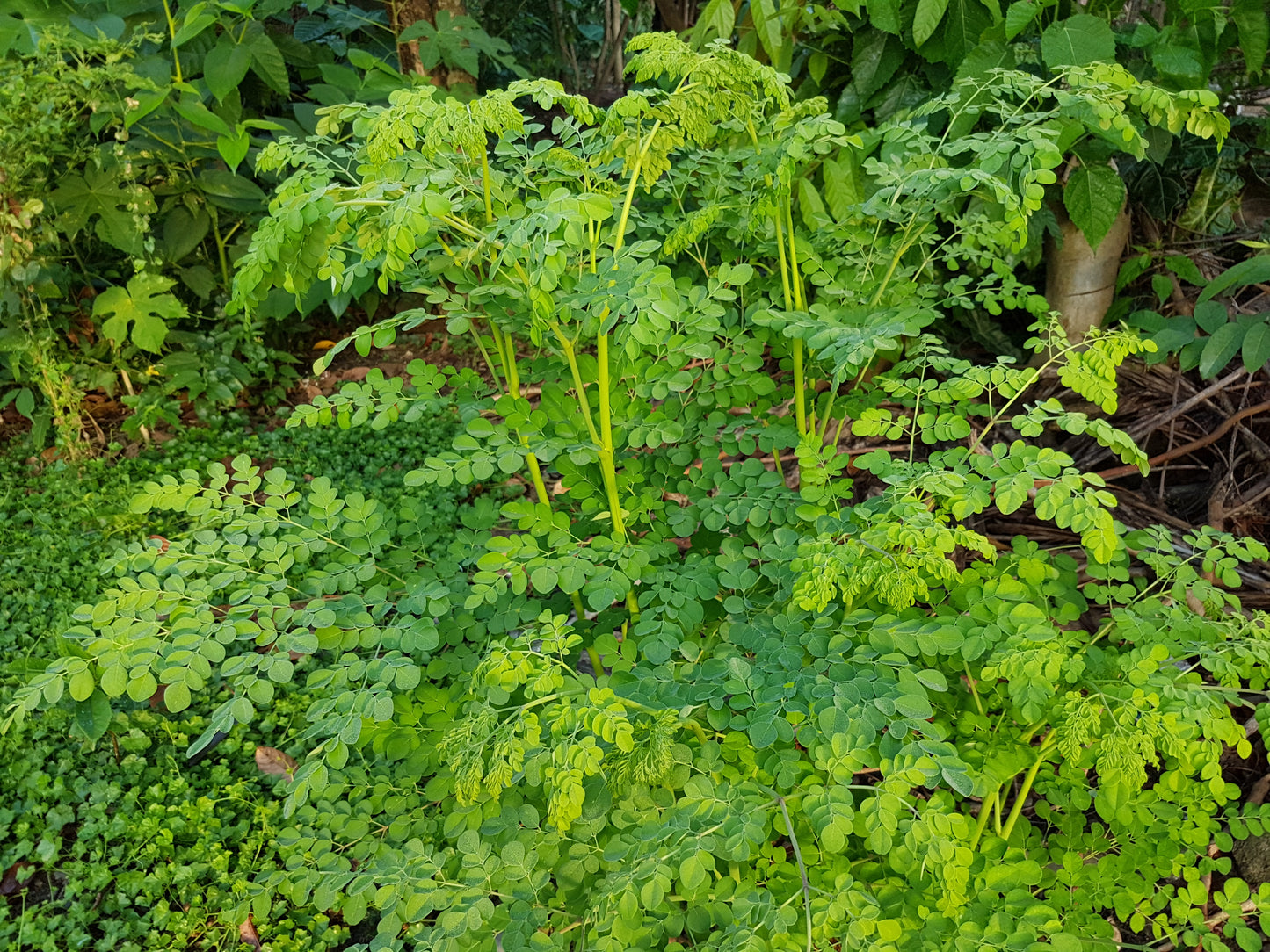 Moringa Leaves (Peruvian)