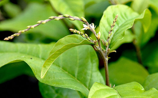 Mucura Leaves