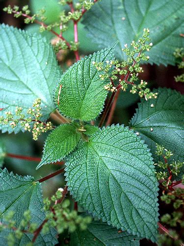 Nettle/Ishanga (Peruvian)