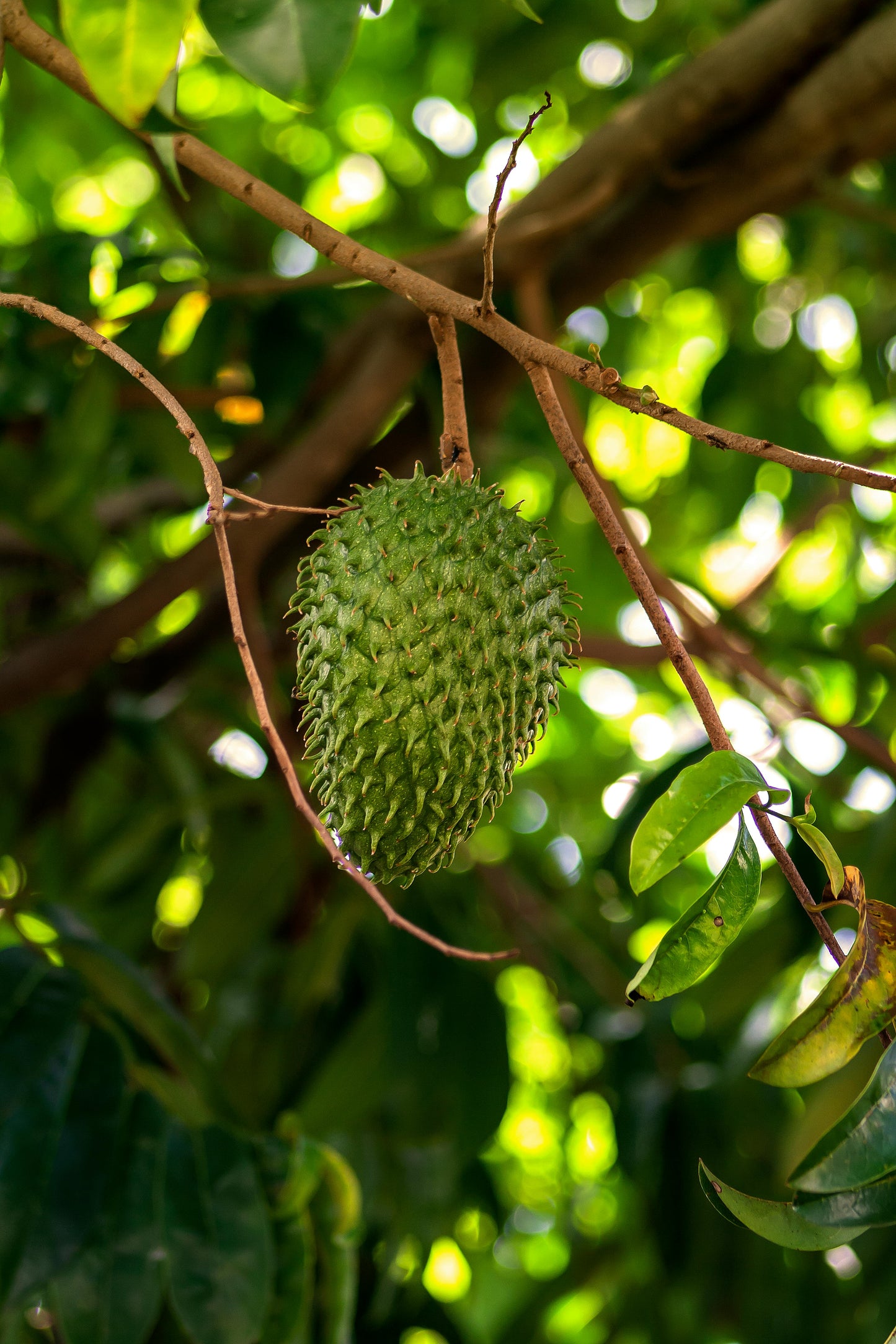 Guanabana Dried Leaves