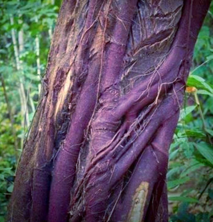 Renaquilla Bark