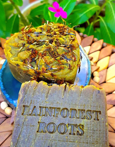 Rainforest Soaps